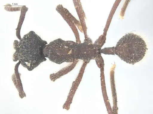 Apterostigma megacephala specimen ECOFOG-KOT23-0235-18 image ecofog-kot23-0235-18_1