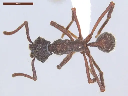 Apterostigma megacephala specimen ECOFOG-MI15-0185-16 image ecofog-mi15-0185-16_1