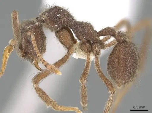 Apterostigma mexicanum specimen CASENT0922045 image casent0922045_3