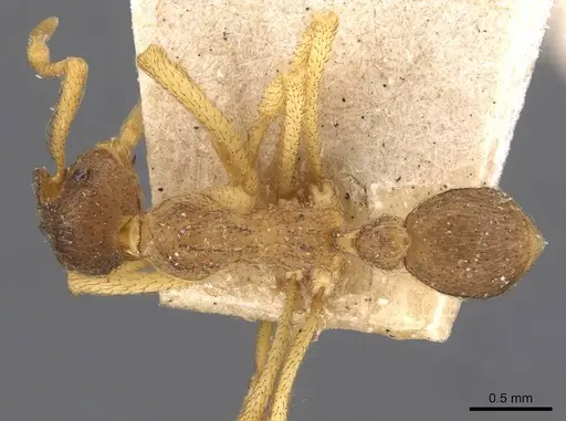Apterostigma moelleri specimen CASENT0909364 image casent0909364_1
