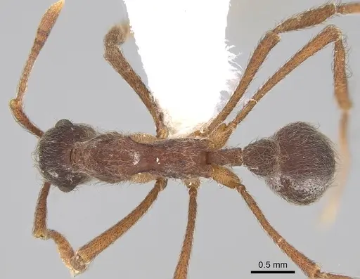 Apterostigma peruvianum specimen CASENT0922046 image casent0922046_1