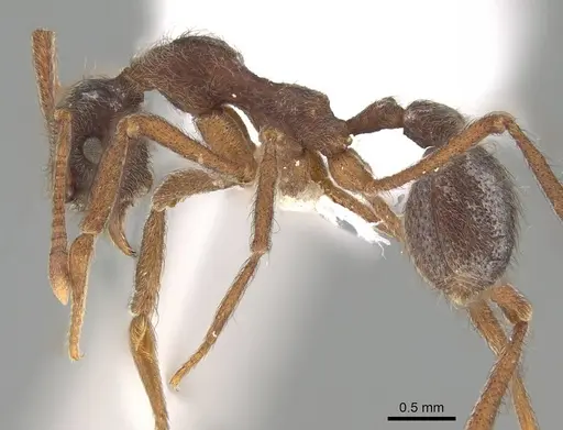 Apterostigma peruvianum specimen CASENT0922046 image casent0922046_3