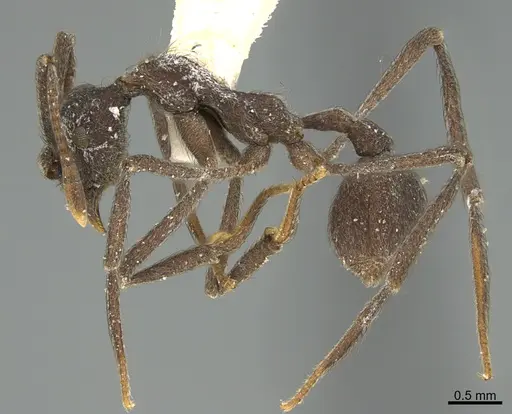 Apterostigma peruvianum specimen CASENT0923577 image casent0923577_1