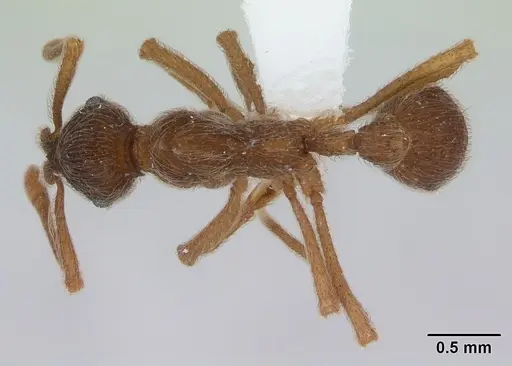 Apterostigma pilosum specimen CASENT0173821 image casent0173821_1