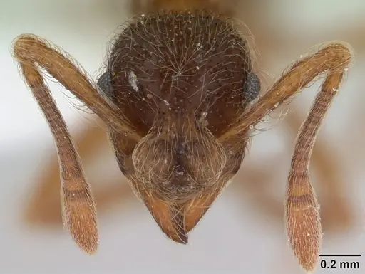 Apterostigma pilosum specimen CASENT0173821 image casent0173821_2