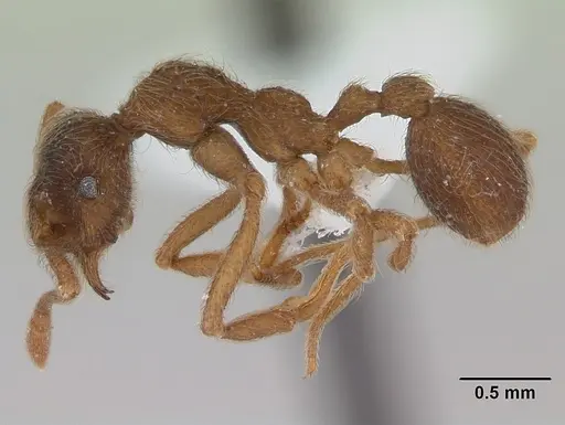 Apterostigma pilosum specimen CASENT0173821 image casent0173821_3