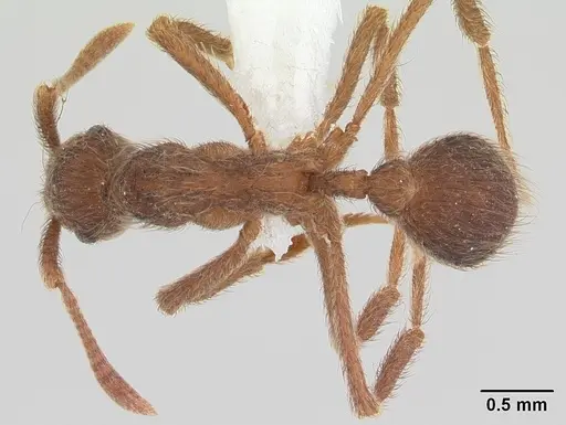 Apterostigma pilosum specimen CASENT0603533 image casent0603533_1
