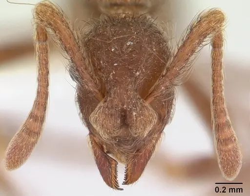 Apterostigma pilosum specimen CASENT0603533 image casent0603533_2