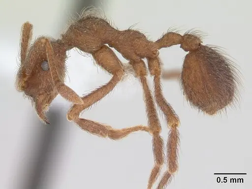 Apterostigma pilosum specimen CASENT0603533 image casent0603533_3