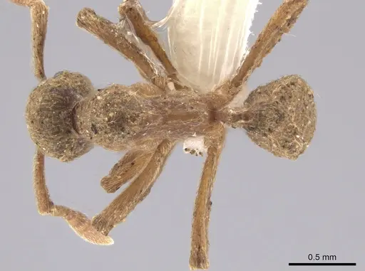 Apterostigma pilosum specimen CASENT0636046 image casent0636046_1