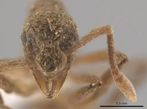Apterostigma pilosum specimen CASENT0636046 image casent0636046_2