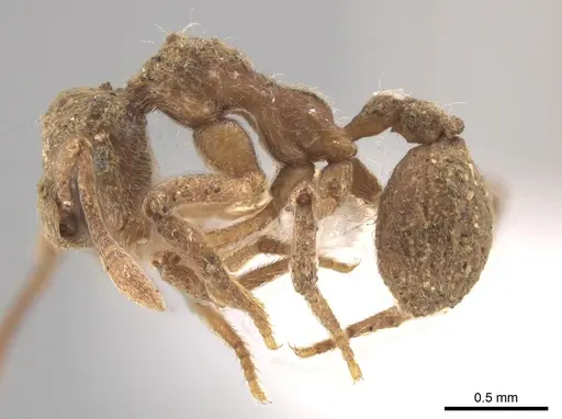 Apterostigma pilosum specimen CASENT0636046 image casent0636046_3