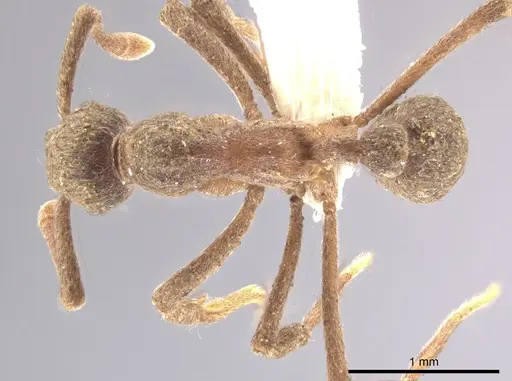 Apterostigma pilosum specimen CASENT0636099 image casent0636099_1