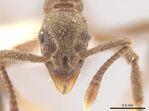 Apterostigma pilosum specimen CASENT0636099 image casent0636099_2