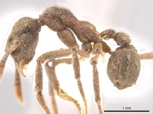 Apterostigma pilosum specimen CASENT0636099 image casent0636099_3