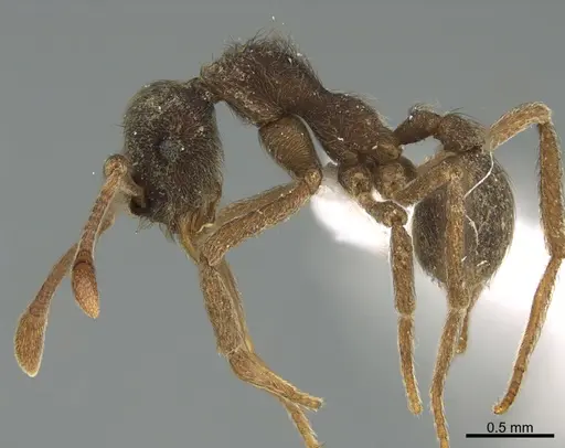 Apterostigma pilosum specimen CASENT0643333 image casent0643333_1