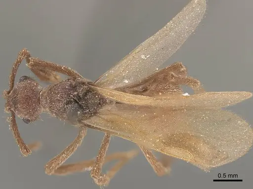 Apterostigma pilosum specimen CASENT0919607 image casent0919607_1
