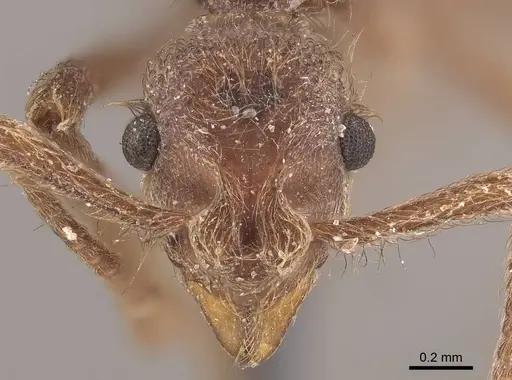 Apterostigma pilosum specimen CASENT0919607 image casent0919607_2