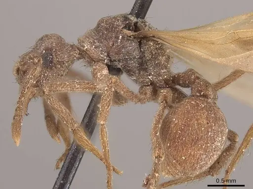 Apterostigma pilosum specimen CASENT0919607 image casent0919607_3