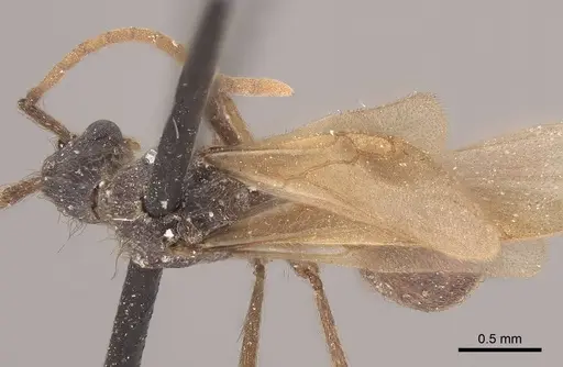 Apterostigma pilosum specimen CASENT0919608 image casent0919608_1