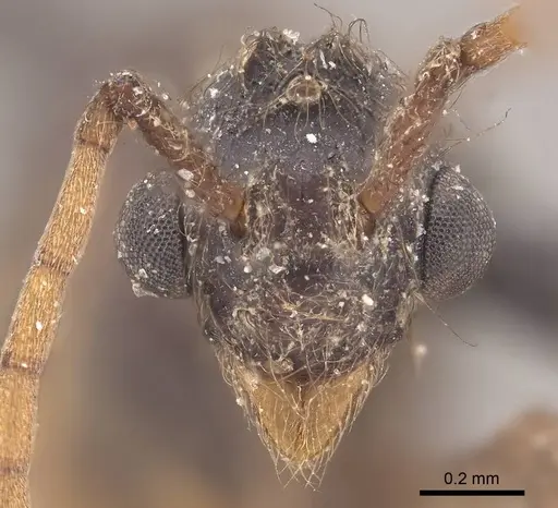 Apterostigma pilosum specimen CASENT0919608 image casent0919608_2