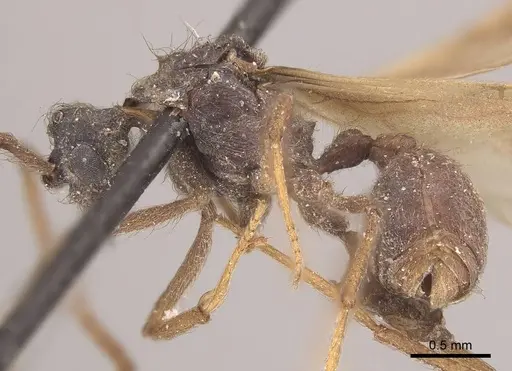 Apterostigma pilosum specimen CASENT0919608 image casent0919608_3