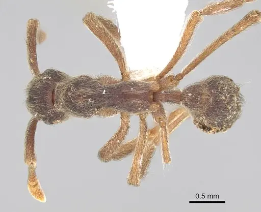 Apterostigma pilosum specimen CASENT0922044 image casent0922044_1