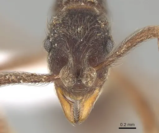 Apterostigma pilosum specimen CASENT0922044 image casent0922044_2