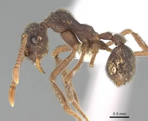 Apterostigma pilosum specimen CASENT0922044 image casent0922044_3