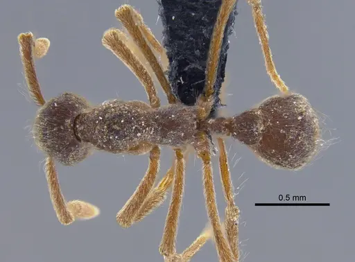 Apterostigma pilosum specimen CBUMAGENT41894 image cbumagent41894_1