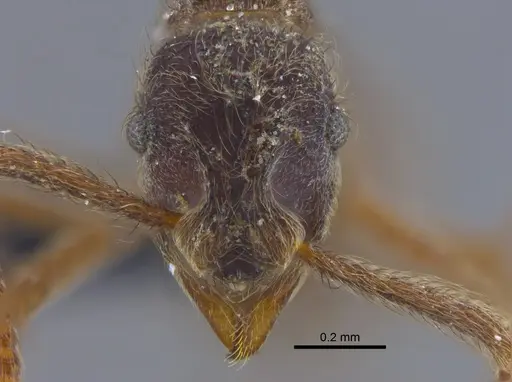 Apterostigma pilosum specimen CBUMAGENT41894 image cbumagent41894_2