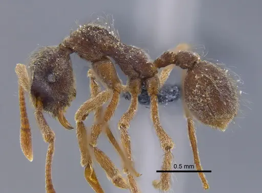 Apterostigma pilosum specimen CBUMAGENT41894 image cbumagent41894_3