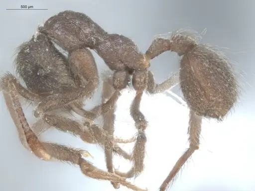 Apterostigma pilosum specimen ECOFOG-IT14-0267-28 image ecofog-it14-0267-28_1