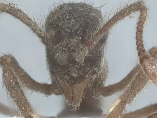 Apterostigma pilosum specimen ECOFOG-IT14-0267-28 image ecofog-it14-0267-28_2
