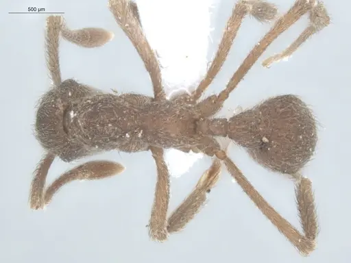 Apterostigma pilosum specimen ECOFOG-IT14-0569-25 image ecofog-it14-0569-25_1