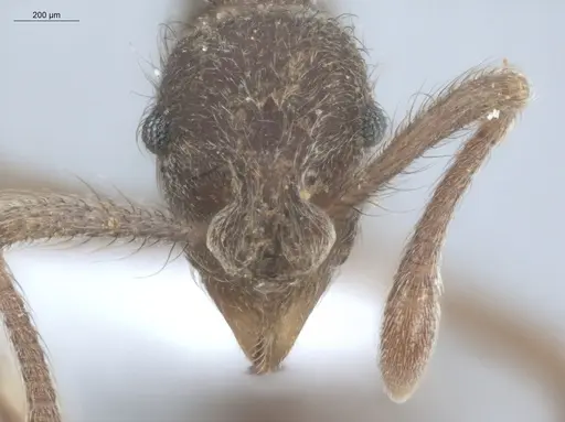 Apterostigma pilosum specimen ECOFOG-IT14-0569-25 image ecofog-it14-0569-25_2