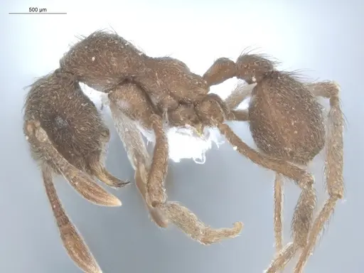 Apterostigma pilosum specimen ECOFOG-IT14-0569-25 image ecofog-it14-0569-25_3