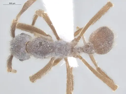 Apterostigma pilosum specimen ECOFOG-IT14-0802-67 image ecofog-it14-0802-67_1