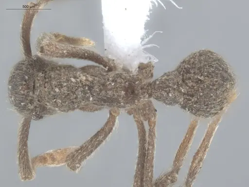 Apterostigma pilosum specimen ECOFOG-TR17-0219-11 image ecofog-tr17-0219-11_1