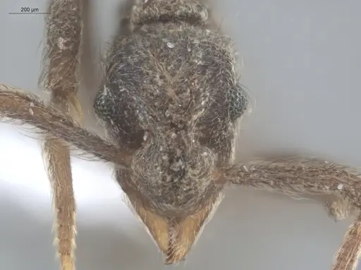 Apterostigma pilosum specimen ECOFOG-TR17-0219-11 image ecofog-tr17-0219-11_2