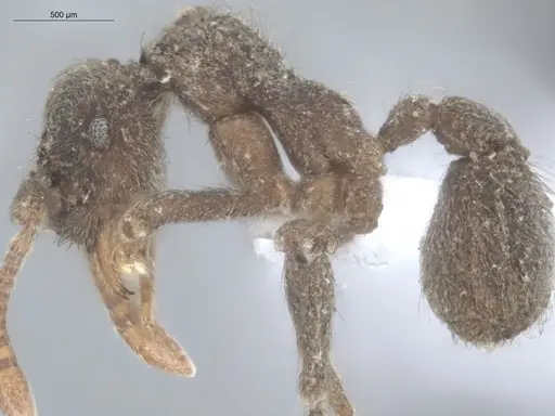 Apterostigma pilosum specimen ECOFOG-TR17-0219-11 image ecofog-tr17-0219-11_3