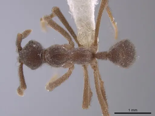 Apterostigma pilosum specimen INBIOCRI001281555 image inbiocri001281555_1