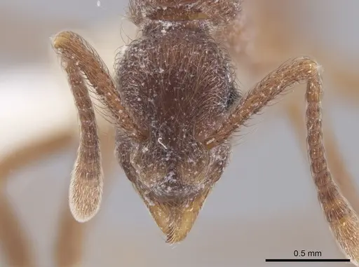 Apterostigma pilosum specimen INBIOCRI001281555 image inbiocri001281555_2