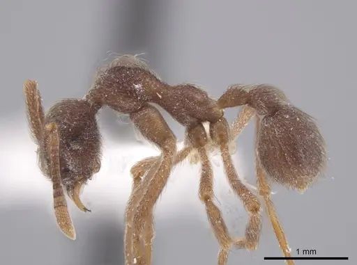 Apterostigma pilosum specimen INBIOCRI001281555 image inbiocri001281555_3