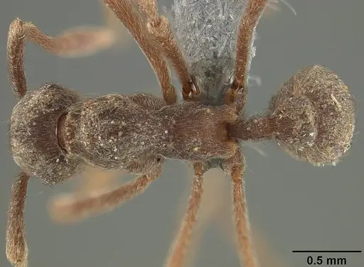 Apterostigma pilosum specimen USNMENT01124244 image usnment01124244_1
