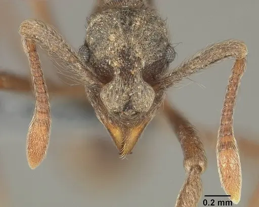 Apterostigma pilosum specimen USNMENT01124244 image usnment01124244_2