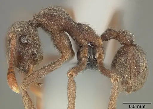 Apterostigma pilosum specimen USNMENT01124244 image usnment01124244_3