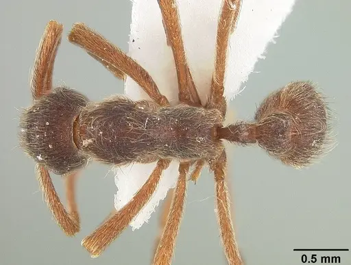 Apterostigma pilosum specimen USNMENT01124245 image usnment01124245_1