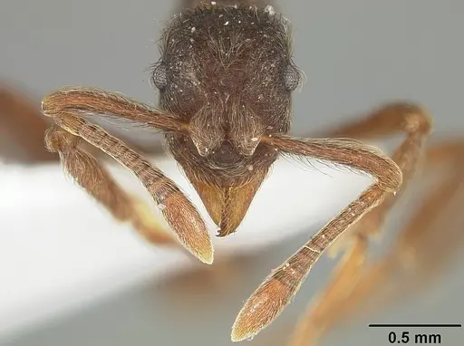 Apterostigma pilosum specimen USNMENT01124245 image usnment01124245_2