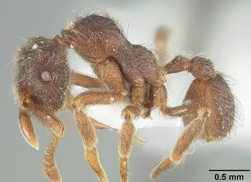 Apterostigma pilosum specimen USNMENT01124245 image usnment01124245_3